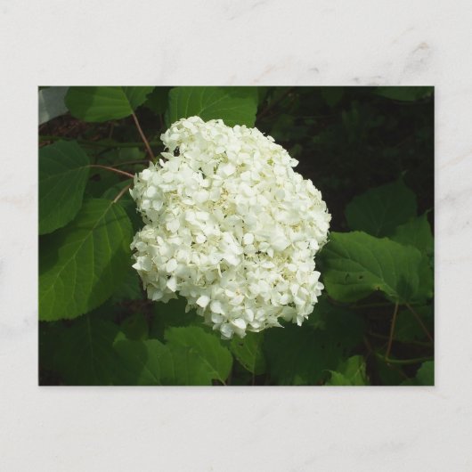 One Snowball Bloom Briefkaart (Voorkant)