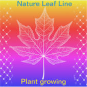 One Tree Leaf Design Elegante roosterzijden -3 "x3 Sticker (Voorkant)