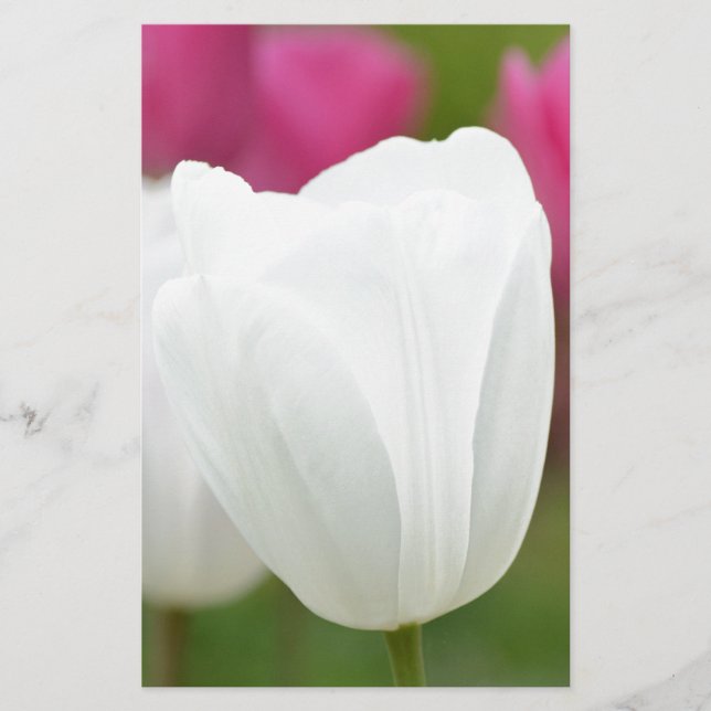 One White Tulip (Voorkant)