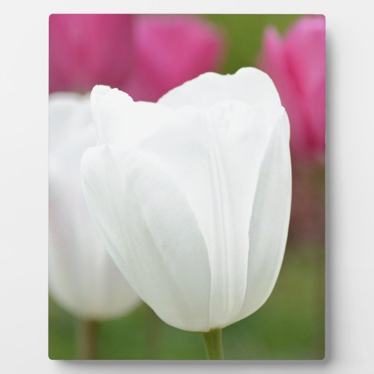 One White Tulip Fotoplaat (Voorkant)