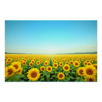 Oneindig Zonnebloemveld Onder Blauwe Zomerlucht Perfect Poster