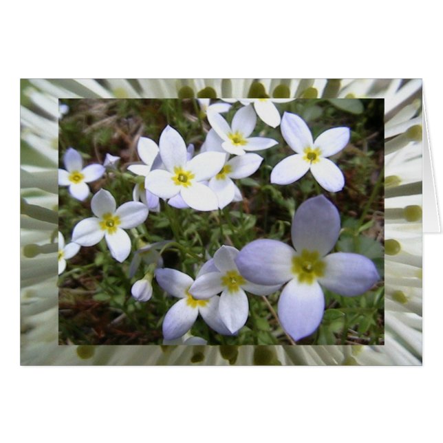 oneindige weiden (Voorkant Horizontaal)