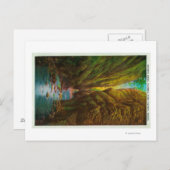 Oneonta Gorge in Columbia River Gorge Briefkaart (Voorkant / Achterkant)