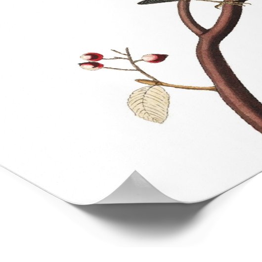 Ongebruikelijk  Audubon Warbler Poster afdrukken (Hoek)