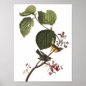 Ongebruikelijk Audubon Warbler Poster afdrukken (Voorkant)