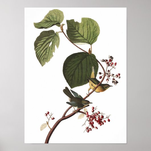 Ongebruikelijk  Audubon Warbler Poster afdrukken (Voorkant)