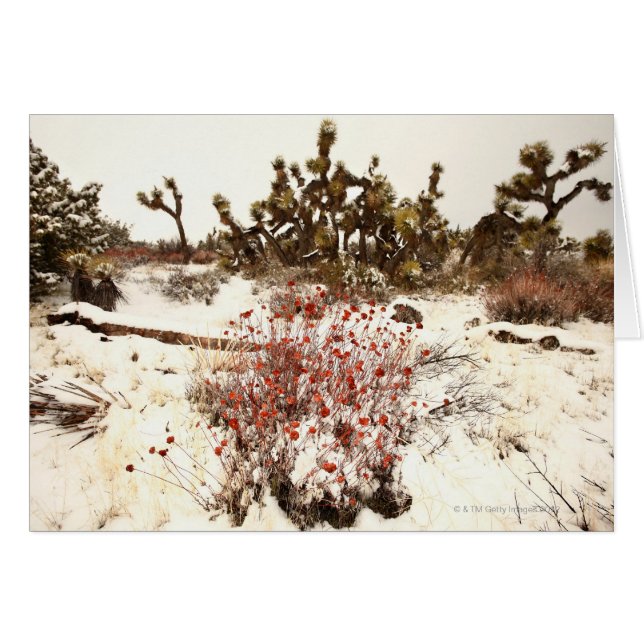 Ongebruikelijk sneeuwblaasje op de Joshua-bomen (  (Voorkant Horizontaal)