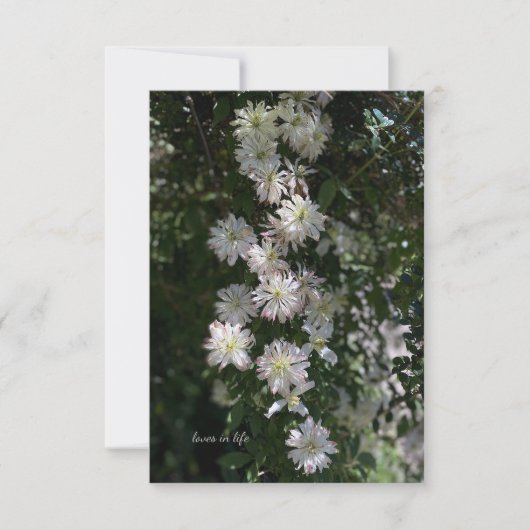 Ongebruikelijk terwijl Clematis Notitiekaartje (Voorkant)