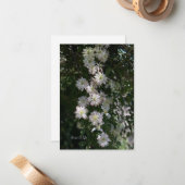 Ongebruikelijk terwijl Clematis Notitiekaartje (Voorkant / Achterkant in situ)