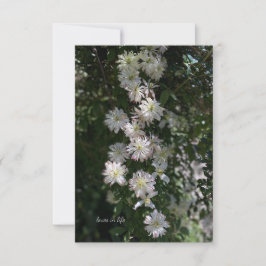 Ongebruikelijk terwijl Clematis Notitiekaartje