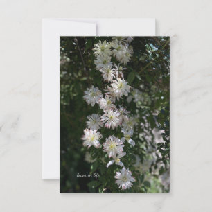Ongebruikelijk terwijl Clematis Notitiekaartje