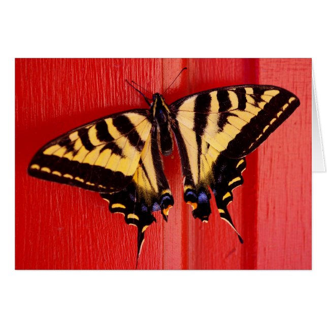 ongebruikelijke achtergrondzwaluw (Voorkant Horizontaal)