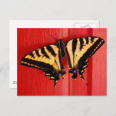 ongebruikelijke achtergrondzwaluw briefkaart (Voorkant / Achterkant)