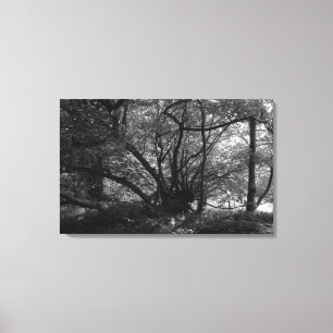 Ongebruikelijke boom, Bute Park, Cardiff, Wales BW Canvas Afdruk