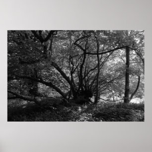 Ongebruikelijke boom, Bute Park, Cardiff, Wales BW Poster