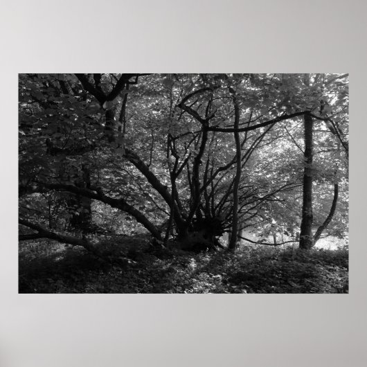 Ongebruikelijke boom, Bute Park, Cardiff, Wales BW Poster (Voorkant)
