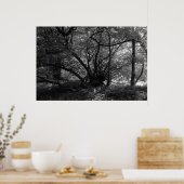 Ongebruikelijke boom, Bute Park, Cardiff, Wales BW Poster (Keuken)