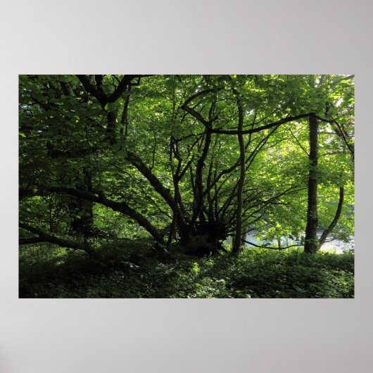 Ongebruikelijke boom, Bute Park, Cardiff, Wales Poster (Voorkant)