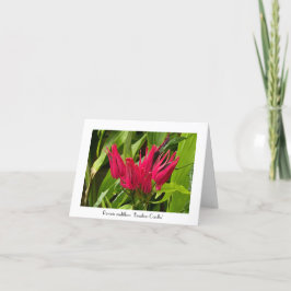 Ongebruikelijke Braziliaanse kaarsen Groeten Bedan Kaart