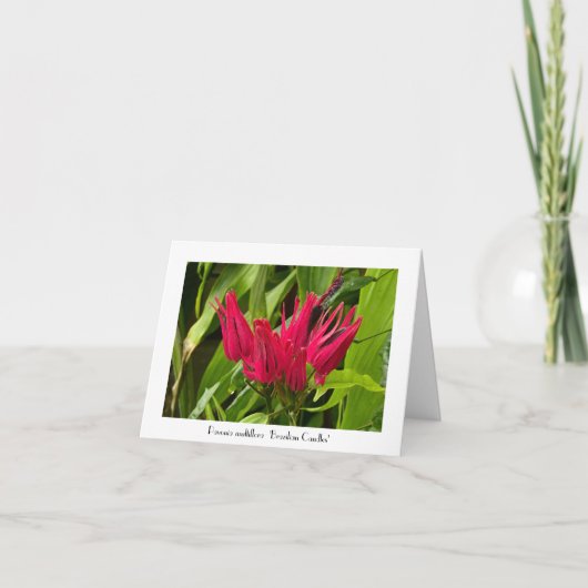 Ongebruikelijke Braziliaanse kaarsen Groeten Bedan Kaart (Voorkant)