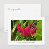 Ongebruikelijke Braziliaanse kaarsen of Vele Bloem Briefkaart (Voorkant / Achterkant)