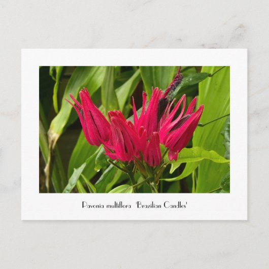 Ongebruikelijke Braziliaanse kaarsen of Vele Bloem Briefkaart (Voorkant)