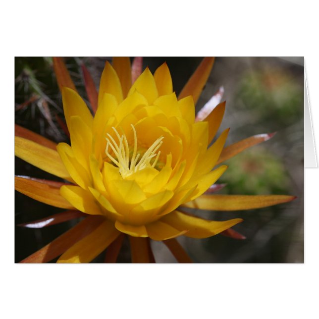 ongedefinieerd (Voorkant Horizontaal)