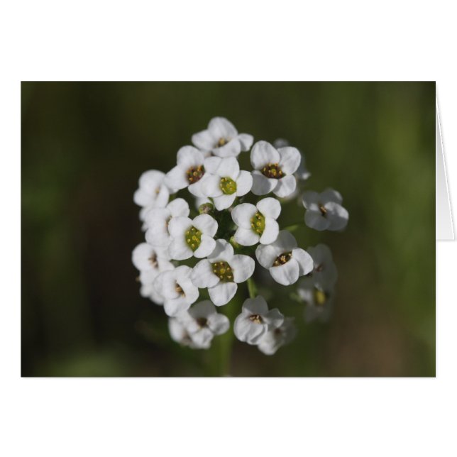 ongedefinieerd (Voorkant Horizontaal)