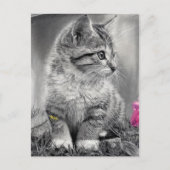 ongedefinieerd briefkaart (Voorkant)