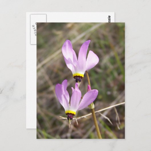 ongedefinieerd briefkaart (Voorkant / Achterkant)