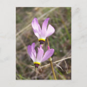 ongedefinieerd briefkaart (Voorkant)