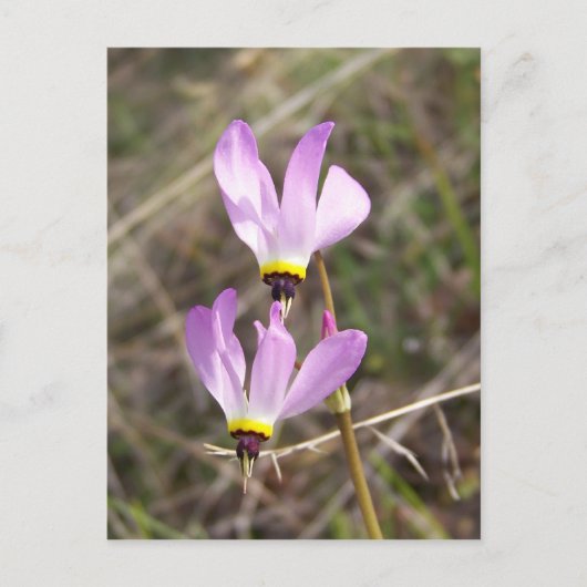 ongedefinieerd briefkaart (Voorkant)