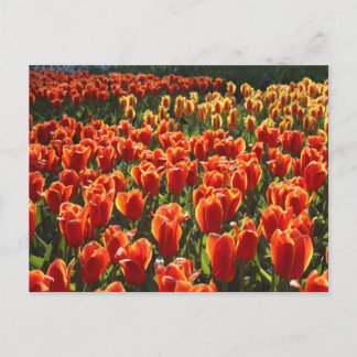 ongedefinieerd briefkaart