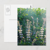 ongedefinieerd briefkaart (Voorkant / Achterkant)