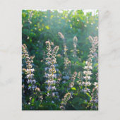 ongedefinieerd briefkaart (Voorkant)