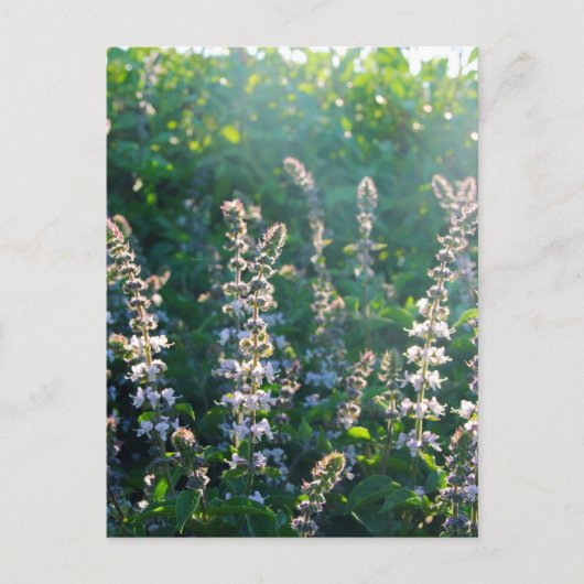 ongedefinieerd briefkaart (Voorkant)