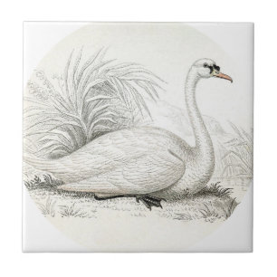 Ongekende  shabbychic-swan aanpassen tegeltje