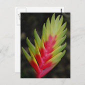 Ongelofelijk tropisch exotisch plant briefkaart (Voorkant / Achterkant)