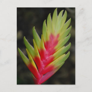 Ongelofelijk tropisch exotisch plant briefkaart
