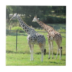 Ongelofelijke Giraffes Tegeltje