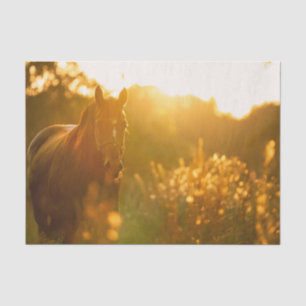 Ongelooflijk Stunning Paard Gebaad in Zonlicht Tissuepapier