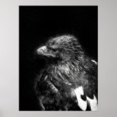 Ongelooflijke Eagle Fine Detail Sketch Art Poster (Voorkant)
