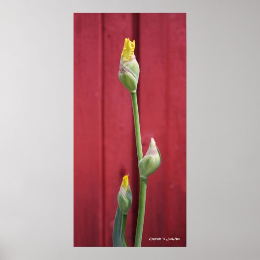 Ongeopend - Geel Poster (Voorkant)