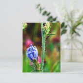 Ongeopende cichorei briefkaart (Staand voorkant)