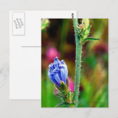 Ongeopende cichorei briefkaart (Voorkant / Achterkant)