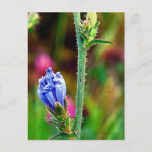 Ongeopende cichorei briefkaart (Voorkant)