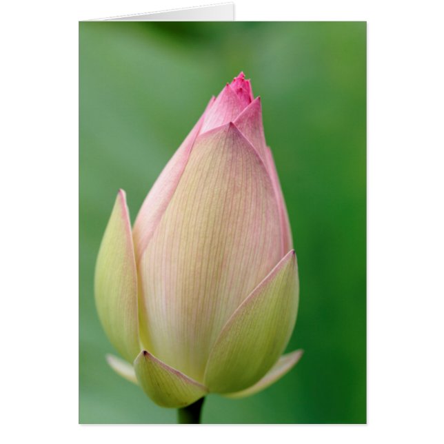Ongeopende waterLily Bulb, Durban Botanical (Voorkant)