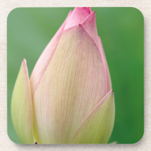 Ongeopende waterLily Bulb, Durban Botanical Bier Onderzetter