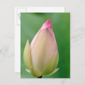 Ongeopende waterLily Bulb, Durban Botanical Briefkaart (Voorkant / Achterkant)