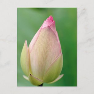 Ongeopende waterLily Bulb, Durban Botanical Briefkaart